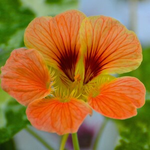 Orange Stiefmütterchen