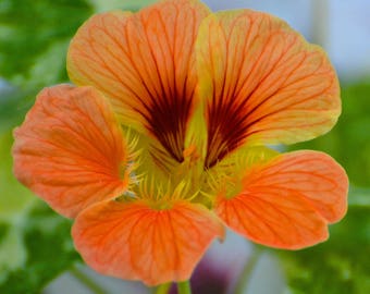 Pansy arancione