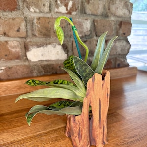 May include: A green orchid plant with a single unopened bud supported by a teal stake, potted in a textured, brown, cylindrical ceramic planter designed to resemble a piece of weathered tree bark with vertical grooves and a natural wood finish.