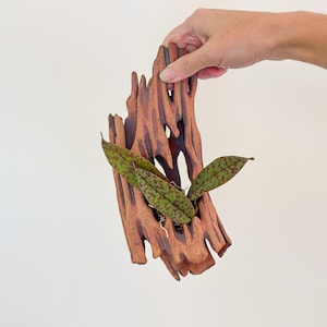 Könnte beinhalten: Ein handgefertigter Holzblumentopf im rustikalen Stil mit natürlichem, verwittertem Aussehen. Der Topf enthält grün-braun gemusterte Blätter. Das Holz hat einen rotbraunen Farbton und weist einzigartige, organische Formen und Löcher auf.