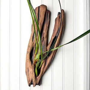 Könnte beinhalten: Ein brauner, holzähnlicher Wandtopf mit einem natürlichen, organischen Design. Der Topf hat eine ausgehöhlte Form mit einem dunkelbraunen Innenraum und ist mit grünen Pflanzen gefüllt. Der Topf ist an einer weißen Wand mit vertikalen Lamellen befestigt.