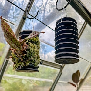 Könnte beinhalten: Zwei hängende Pflanzgefäße mit Pflanzen. Ein Pflanzgefäß ist mit grünem Moos und einer Pflanze mit rot und grün gefleckten Blättern gefüllt. Das andere Pflanzgefäß ist ein Stapel schwarzer, kreisförmiger, geriffelter Objekte. Die Pflanzgefäße hängen an Haken in einem Gewächshaus.