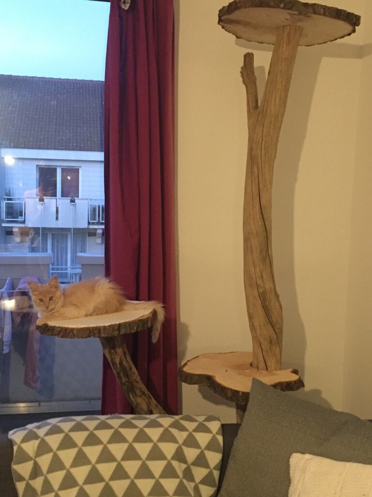 Driftwood cat tree Etsy