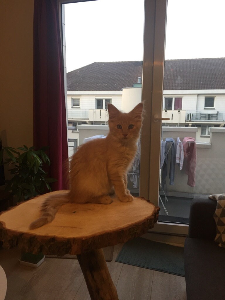 Driftwood cat tree Etsy