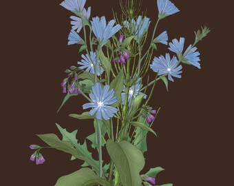 Art print 'Herbal bouquet chicory, comfrey and horsetail'