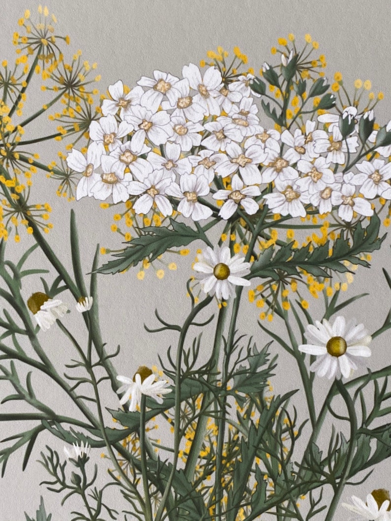 Art print fennel chamomile yarrow Etsy