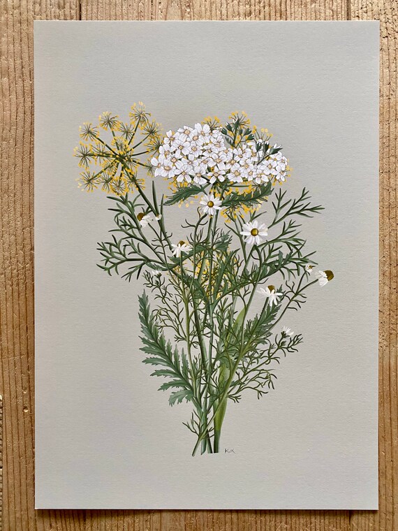 Art print fennel chamomile yarrow Etsy