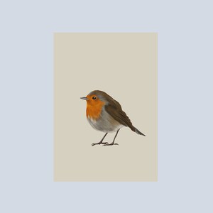 Postcard 'robin'