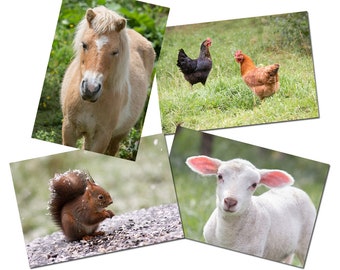 4 animal friends postcards, small animals, photos, sheep, pony, chickens and squirrel, animal photo postcards,