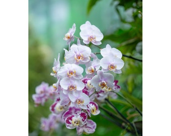 Photo fleur d'orchidée pour un décor floral zen, décoration botanique, fleur d'orchidée, photographie de fleur,