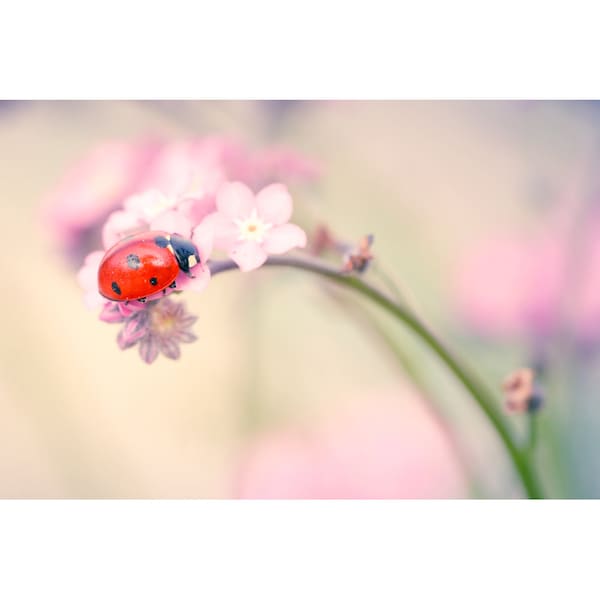 Photographie coccinelle sur  fleur rose, photo de myosotis rose et petite coccinelle, decoration murale chambre, macro photo zen,