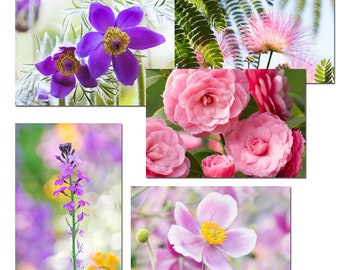 Set of 5 pink and purple garden flower postcards, set of flower postcards, flower photo, botanical cards, gardener, flowers,