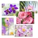 see more listings in the Cartes  fleurs - nature section