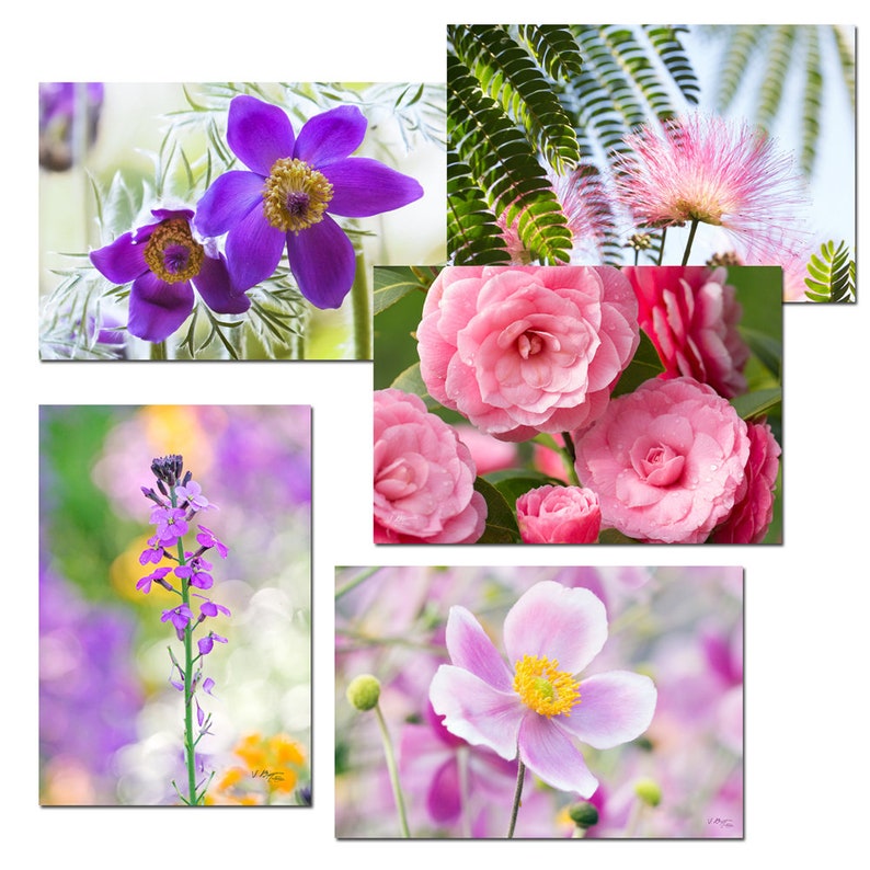 Ensemble 5 cartes postales fleurs de jardin rose et violet, lot de cartes postales fleur, photo fleur, cartes botaniques, jardinier, fleurs, image 1