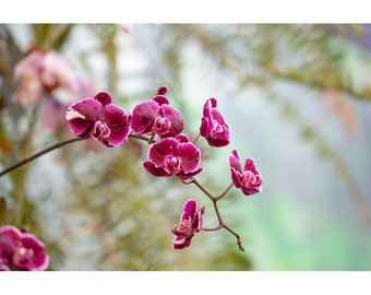 Foto de flor de orquídea, decoración floral zen, decoración botánica, flor de orquídea, fotografía de flores,