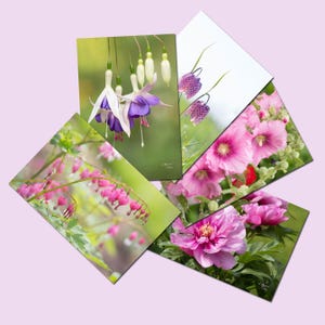 Ensemble 5 cartes postales fleurs rose et violet, lot de cartes postales fleur, photo fleur, cartes botaniques, jardinier, fleurs,
