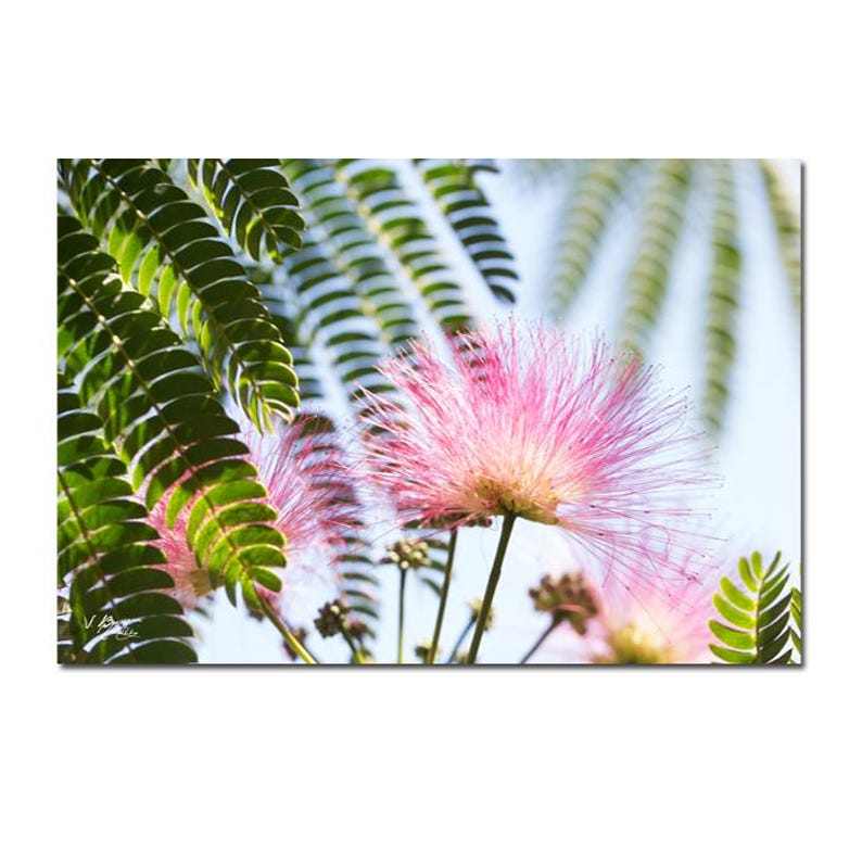 Set mit 7 Blumen- und Pflanzenpostkarten, Postkartenset, Blumengrußkarte, Postcrossing. Bild 5