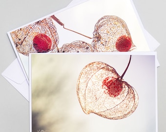 2 Photo cards of botanical physalis, flower postcards, photo of physalis, cage love photos, nature greeting card,