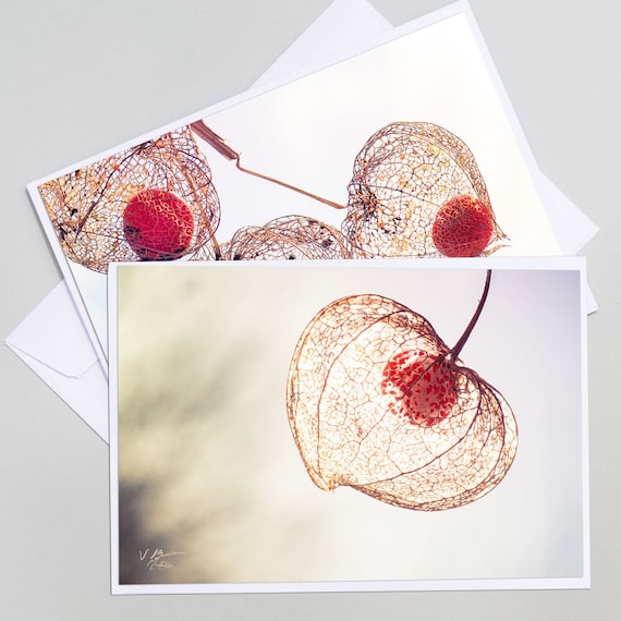 2 Cartes photos de physalis botanique, cartes postales fleurs, photo de physalis, photos amour en cage, carte de voeux nature,