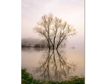Photographie arbre et son reflet, arbre de vie, decor nature, element eau, reflet, branche, paysage hiver, riviere,