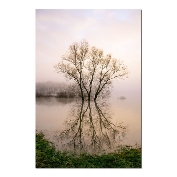 Photographie arbre et son reflet, arbre de vie, decor nature, element eau, reflet, branche, paysage hiver, riviere,