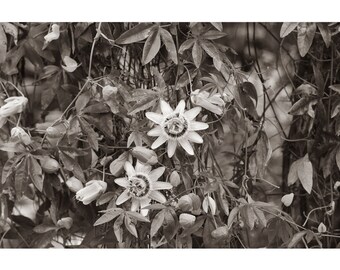 Sepia-colored passionflower art photography, black and white passionflower flower, black and white decor, taupe-colored botanical wall decoration,