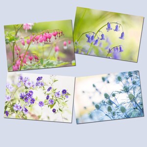 4 cartes postales photos de fleurs, coeur de Marie, jacinthe des bois, solanum, chardon,