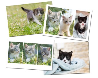 4 pretty kitten postcards, animal photo postcards, cat lovers, kitten photo, postcrossing,