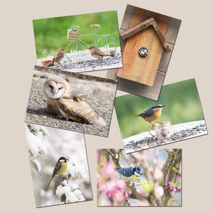 Set of 6 Garden Bird Postcards, Bird Photos, Small Garden Birds, Organic Postcards, Postcrossing,