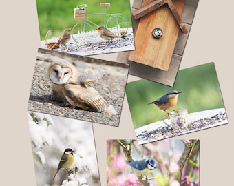 Ensemble de 6 Cartes postales oiseaux du jardin, photos d'oiseaux, petits oiseaux du jardin, cartes postales biologiques, postcrossing,