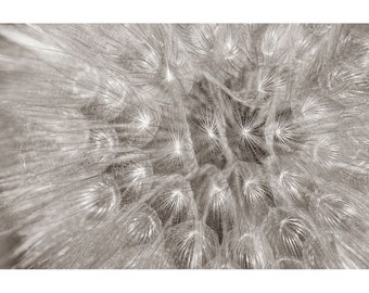 Sepia dandelion seed photo, taupe brown wall decoration, sepia wall plant decoration, dandelion art,