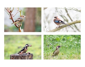 4 photographs of birds in the garden, set of small photos of birds, 10 x 15 cm, bird gift, nature photo gift,