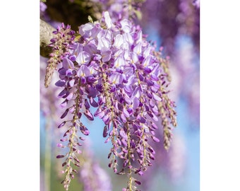 Photo fleur glycine pour un décor floral zen, décoration botanique, fleur de jardin violette, decoration murale,