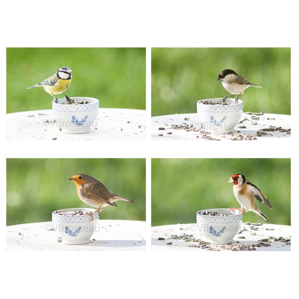 4 Photos des petits oiseaux du jardin sur des tasses, jolies photos d'oiseaux, decoration murale chambre, decor cuisine, mesanges, zen,