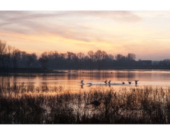 Fotografía de paisaje fluvial y vuelo de cisnes, mañana, amanecer rojo, Loira, río, cisnes, pájaros, decoración de pared del Loira,