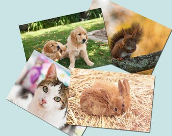 Lot de 4 cartes postales animaux, petits chiens, lapins,  chat, écureuil, lot de cartes postales animaux,  cadeau enfant,