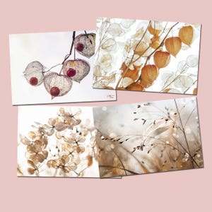 Ensemble de 4 cartes postales  zen,  cartes postales biologique, photos de nature, physalis, plume dans les graminées, hortensia en hiver,