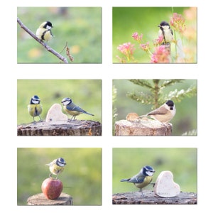 Ensemble de 6 petites photos oiseaux du jardin, 10 x 15 cm ,  mesanges, mesange bleue, autres mesanges, cadeau photo oiseau,