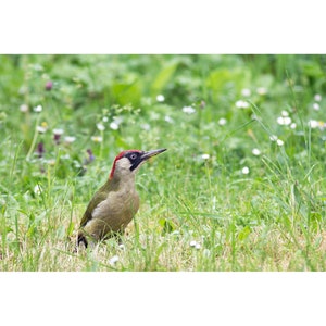 Peut inclure: Un pic vert avec une tête rouge et des marques noires se tient dans une herbe verte haute avec de petites fleurs blanches. L'oiseau a un long bec pointu et regarde vers le haut. La scène se déroule dans un environnement naturel extérieur.