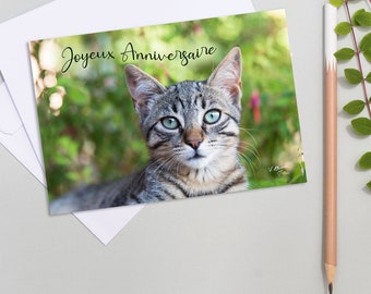 cat birthday postcard, happy birthday cat photo, kitten, party, cat lover, animal photo,