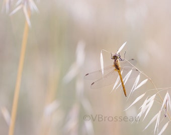 Photo nature in grass, nature decor, decor macro dragonfly, dragonfly