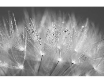 black and white art dandelion photography, black and white dandelion floral botanical photo, dandelion zen wall decoration,