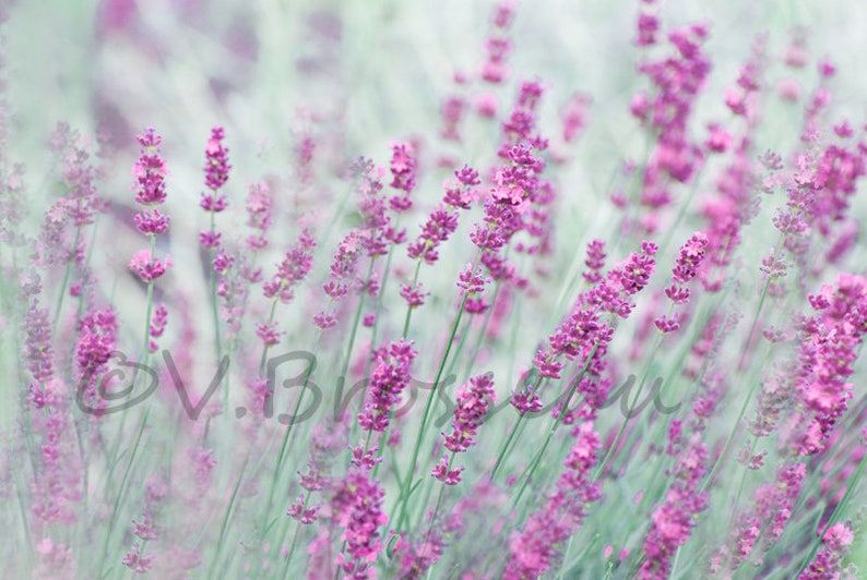 6 photos macro et bulles d'eau zen et douce, petites photos, lavander, petites gouttes d'eau, pissenlit, decoration murale, image 10