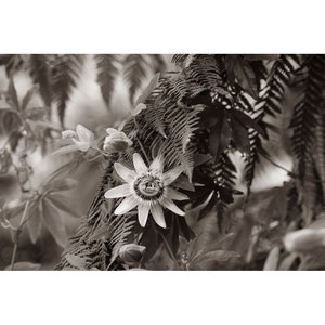 Sepia photo of passion flower, black and white, taupe color, taupe brown wall decoration, sepia wall plant decoration, image 1