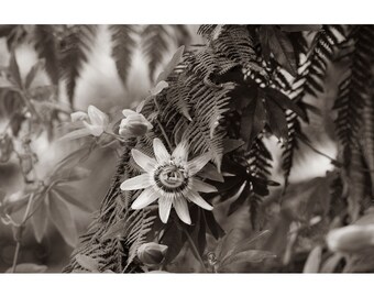 Foto sepia de flor de la pasión, blanco y negro, color topo, decoración de pared marrón topo, decoración de plantas de pared sepia,