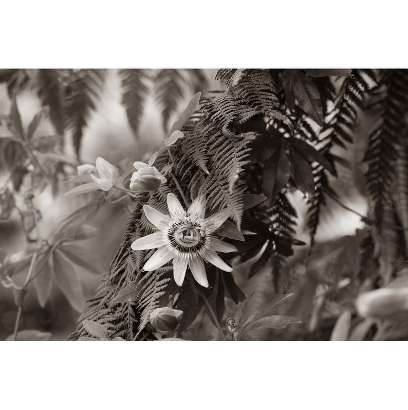 Sepia photo of passion flower, black and white, taupe color, taupe brown wall decoration, sepia wall plant decoration, image 1