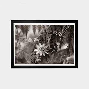 Sepia photo of passion flower, black and white, taupe color, taupe brown wall decoration, sepia wall plant decoration, image 2