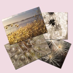 Set di 4 cartoline con semi di fiori botanici, regalo per giardinieri, cartoline biologiche, foto naturalistiche,