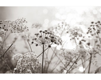 Foto sepia de flor de umbela, flor de encaje de la reina Ana, blanco y negro, decoración de pared marrón topo, decoración de plantas,