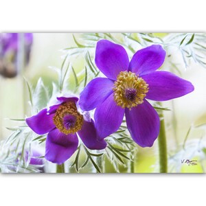 Ensemble 5 cartes postales fleurs de jardin rose et violet, lot de cartes postales fleur, photo fleur, cartes botaniques, jardinier, fleurs, image 5